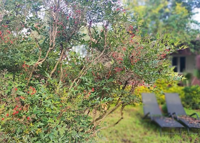 Lea's Κουρούτα