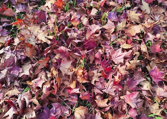 Lea's * Κουρούτα